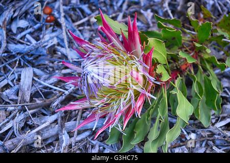 Protea Flower @ Kirstenbosch National Botanical Garden, Cape Town, South Africa Stock Photo