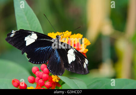 Heliconius doris butterfly sitting on a flower Stock Photo