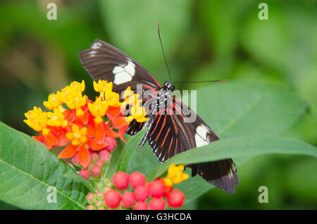Heliconius doris butterfly hanging from a flower Stock Photo