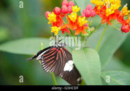 Heliconius doris butterfly hanging from a flower Stock Photo