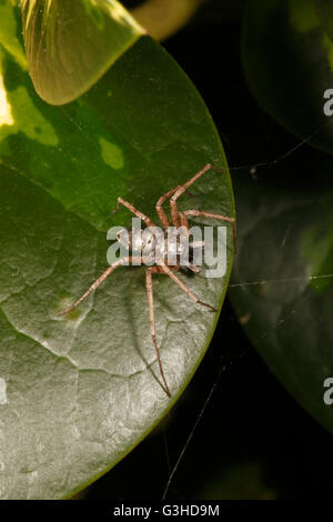 Philodromus aureolus - male Running crab spider. Stock Photo