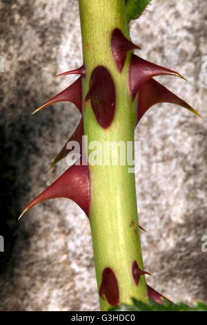 close up of a red rose thorn on a green stem Stock Photo