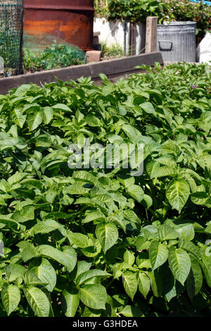 Potato plants at an allotment. In full growth. Stock Photo