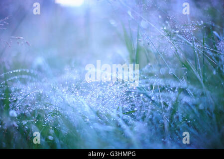 Morning dew on long grass Stock Photo