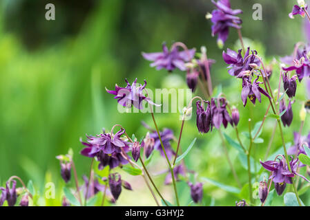 Aquilegia vulgaris Columbine Stock Photo