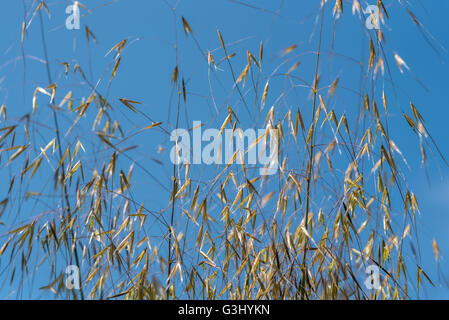 Stipa Gigantea Giant Feather Grass Golden Oats Stock Photo