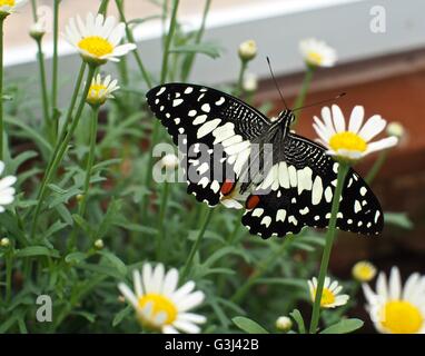 Lime Swallowtail butterfly with pale yellow markings in amongst white flowers Stock Photo