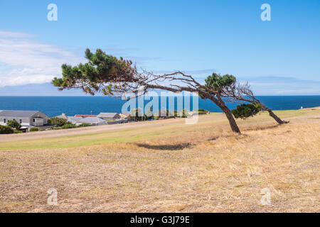 Windswept pine trees on Country Club golf course beside Boulders Beach National Park, Simon's Town, South Africa Stock Photo