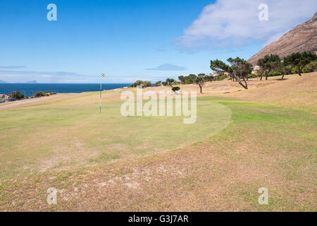 Windswept pine trees on Country Club golf course beside Boulders Beach National Park, Simon's Town, South Africa Stock Photo