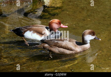 Swimming pair of  European Red-crested Pochard ducks (Netta rufina), female in front. Stock Photo