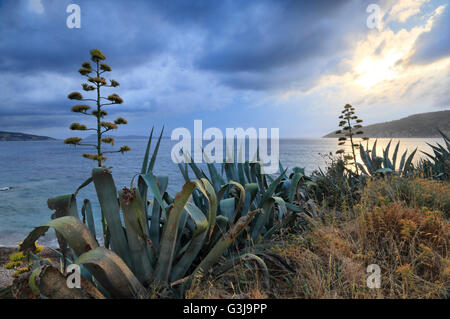 Stormy clouds and agave flowers on island Vis, Mediterranean sea, Croatia Stock Photo