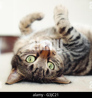 Tabby Cat Lying On Back Stock Photo