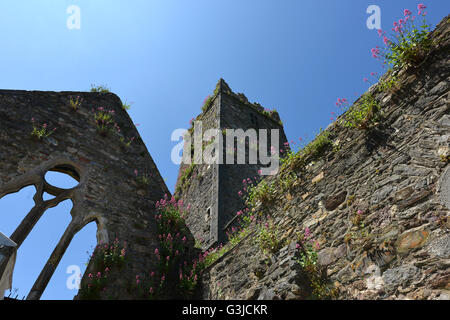 Ruins of Greyfriars church Waterford, Munster, Ireland Stock Photo