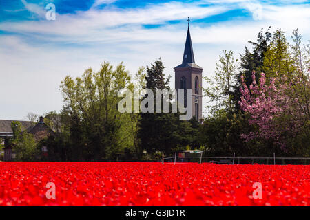 Blue sky over deep red tulip field and church near village of Lisse in the Netherlands in May Stock Photo