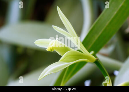 Vanilla flower (Vanilla planifolia)  is a member of vanilla orchid.  The resource of vanilla flavoring.(shallow DOF) Stock Photo
