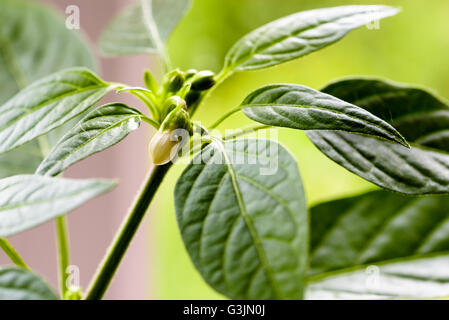 Close-up macro image of a white chilli flower blossoming amongst lush green chili leaves of the Krakatoa F1 Hybrid plant. Garden Stock Photo