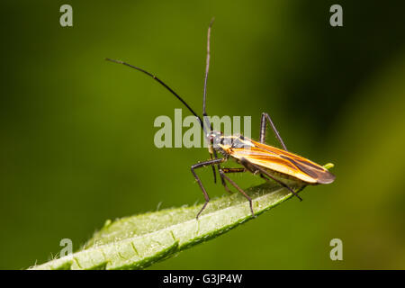 A Meadow Plant Bug (Leptopterna dolabrata) perches on vegetation. Stock Photo