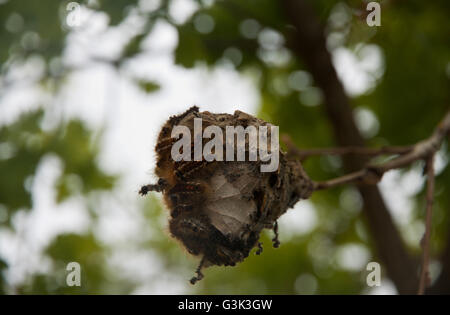 Eastern Tent Caterpillars Stock Photo