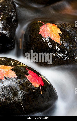 Colorful autumn maple leaves on rocks in the Kadunce River near Covill, Minnesota.