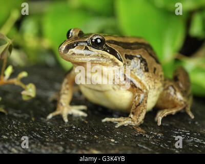 Striped Marsh Frog - Limnodynastes peronii Stock Photo