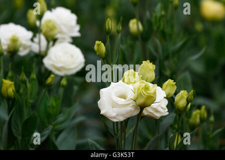 Lisianthus / Eustoma flowers (White rose) the plant that look like a white rose but without thorns Stock Photo