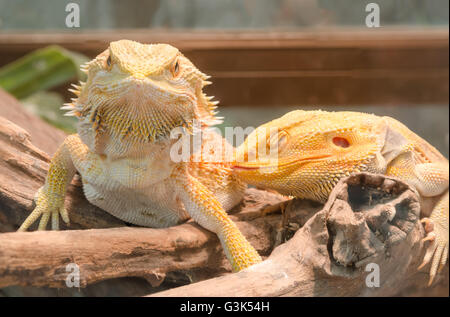 Bearded Dragon climbing a tree taken in a shallow depth of field. Stock Photo