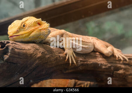 Bearded Dragon climbing a tree taken in a shallow depth of field. Stock Photo