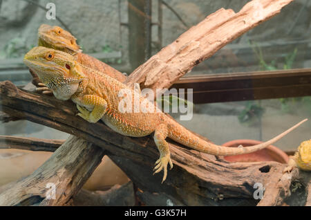 Bearded Dragon climbing a tree taken in a shallow depth of field. Stock Photo