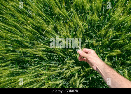 Male farmer in wheat field, personal point of view, hand touching cereal crops Stock Photo