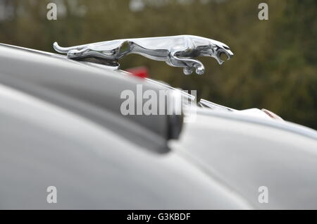 Jaguar car mascot, leaping jaguar mascot Stock Photo
