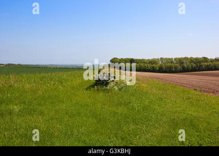 Conservation in the landscape with wildflowers growing by a hawthorn hedgerow between arable fields on the Yorkshire wolds. Stock Photo