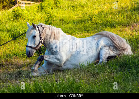 Beautiful  white horse lying in green grass Stock Photo