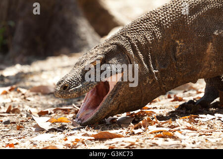 Drooling Komodo dragon biggest lizard at National Park. Indonesia. Stock Photo