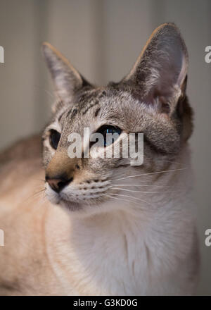 Portrait of a lynx point siamese cat Stock Photo