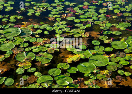 Lily pads on Twin Lakes, Rice Lake National Wildlife Refuge, Minnesota Stock Photo