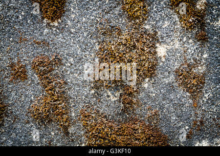 Unique grunge cemented backgrounds. Stock Photo