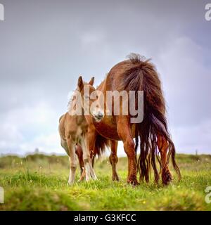 A single chestnut brown Shetland Pony Mare with her tiny foal in a field against light gray cloud on Bodmin Moor, Cornwall. Stock Photo