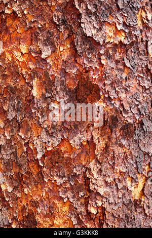 Corymbia terminalis, also known as the desert bloodwood, is a tree native to Australia Stock Photo
