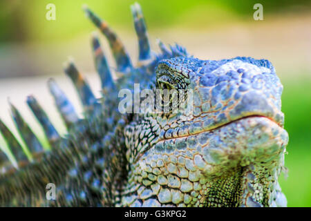 Close up of male green iguana (iguana Iguana) with spines and dewlap, Parque de las Iguanas, Guayaquil, Ecuador Stock Photo