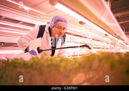 Male worker bending forward to spray micro greens in underground tunnel nursery, London, UK Stock Photo