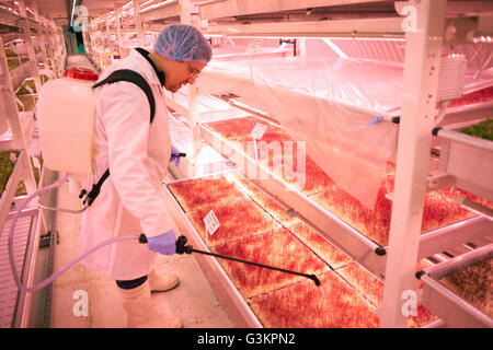 Male worker spraying micro greens in underground tunnel nursery, London, UK Stock Photo