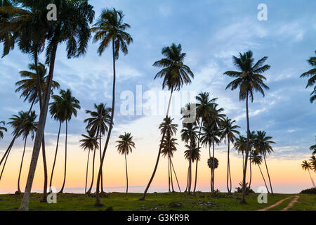 Silhouetted palm trees at sunset on coast, Dominican Republic, The Caribbean Stock Photo