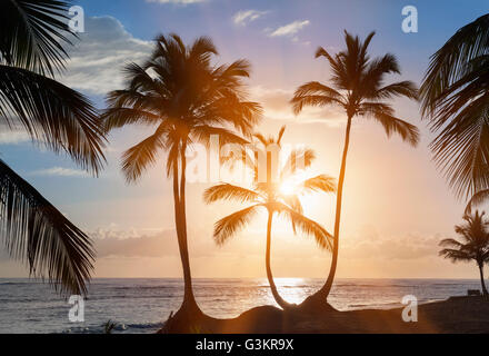 Silhouetted palm trees at sunset on beach, Dominican Republic, The Caribbean Stock Photo