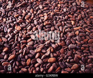 Overhead view of raw cocoa beans, chocolate ingredient Stock Photo