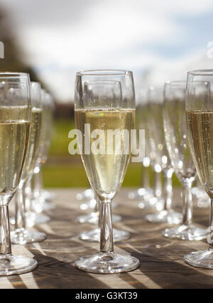 Rows of champagne in champagne flutes Stock Photo