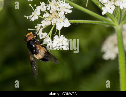 Hoverfly, Volucella pelucens,  on white plant, UK Stock Photo