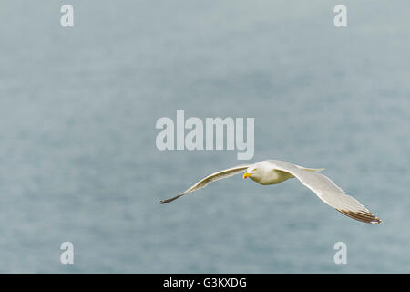A European Herring Gull. Laurus argentatus. Stock Photo