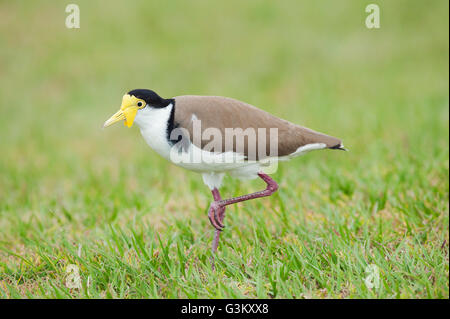 Masked Lapwing (Vanellus miles), Lone Pine Koala Sanctuary, Brisbane, Queensland, Australia Stock Photo