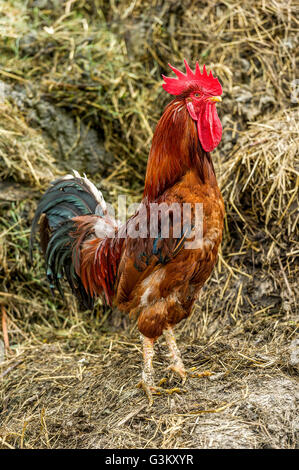 Chicken (Gallus gallus domesticus), rooster on dung pile, Upper Bavaria, Bavaria, Germany Stock Photo