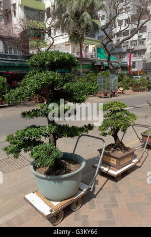 Bonsai trees for sale, flower market, Mong Kok Flower Market, Kowloon, Hong Kong, China Stock Photo